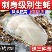 正宗乳山生蚝鲜活特大带箱海鲜牡蛎海蛎子肉水产整箱商用批发