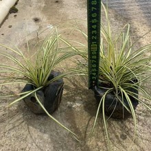 ����ֱ�N���~̦�ݼ��~â�������lˮ���ر��^�p�ݻ��~â