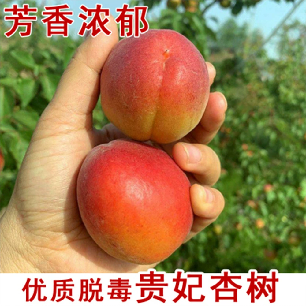 Абрикосовое дерево Живая рассада Гигантский медовый король Масло рассады абрикоса Прививка Очень раннее созревание рассады абрикоса Садовый горшок Посадка на юге и севере