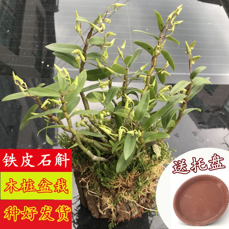 铁皮苗3年苗盆栽花鲜条枫斗盆栽食用石斛传统千层可吃通用包邮