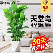 BGֲֲ͏d˴;Gֲ҃·ȩQm