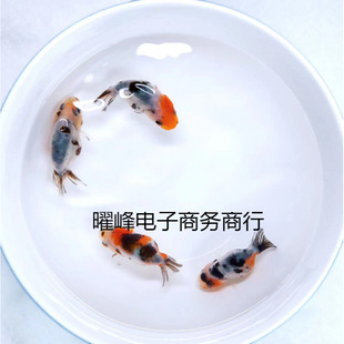 С���~���^�p�~��ˮ�ͻ���B�~��ˮ�t���\�����~С���~�ݽ��~���~