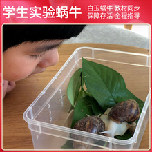 白玉蜗牛适合小学生的网红小宠物好养小孩子可以养学生家养小动物