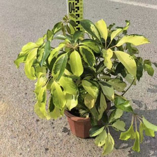 ���~����ľ�Z�Ʋ��������ֲ������՚�Ҋˮ�ͻ�Ļ����B�����՚�