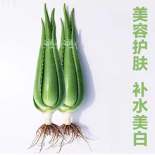 �������J�C����Ժ�J�C�����Զ���ֲ���ļ����G����ʳ�þGֲ���B��