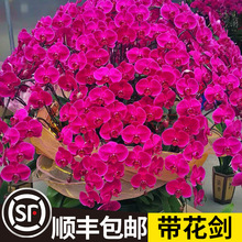 一件蝴蝶兰盆栽带花苞带花剑兰花大苗花卉植物室内花客厅四季