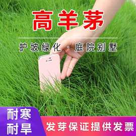 厂家批发高羊茅草坪种子四季常青护坡固土耐寒耐旱庭院草籽