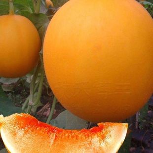 �SƤ�t����ϷN���ļ������t����������½���ϷN����Ʒ���ԷN��