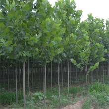 �@�־G����ľ�е�����ֲ�ﻨ�ܷ�ͩ�編����ͩ�編ͩ����������ͩ