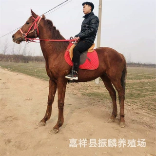 伊犁马一匹 哪有卖蒙古马的 骑乘马都是怎么训成的