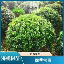 海桐球园林庭院绿化带四季常青耐寒植物别墅驱蚊海桐树苗工程苗木