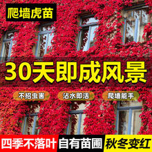 爬山虎苗常青爬藤楼顶植物七彩耐热耐寒四季遮阳阳台绿植藤蔓