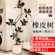 �ڽ�����Ƥ��͏d�����ԾGֲ�k���҃ȴ���ֲ�����ʽ��̖�滨��ֲ