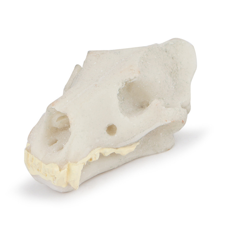 Aquarium Fish Tank Ornaments Aquatic Plants Landscaping Dinosaur Crocodile Sheep Siberian Tiger Skull Animal Pet Room Skull