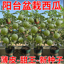 ���������۹ޱ�ƤС���ϷN�o��С�����ļ��Nֲ�̨ͥԺ����ˮ���N