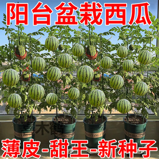 ���������۹ޱ�ƤС���ϷN�o��С�����ļ��Nֲ�̨ͥԺ����ˮ���N