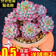 多肉植物室内组合蓝苹果小花卉秋天盆栽套餐带盆办公桌新款绿植