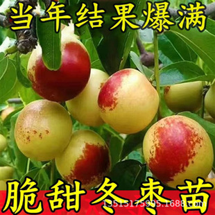 Jujube Saplings Live Saplings Chinese Large Pear Jujube Saplings Extra Large Crisp Sweet Winter Jujube Potted Ground Planting Fruit Saplings in the North and South