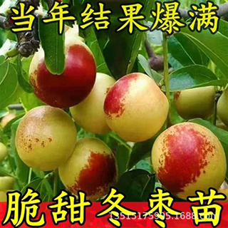 枣树苗活苗中华大梨枣树苗特大脆甜冬枣盆栽地栽南北方种植果树苗