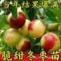 中华地栽特大盆栽枣树苗