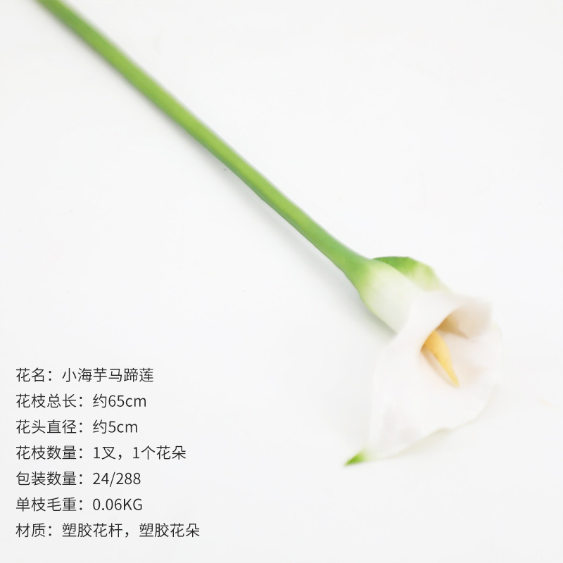 화이트