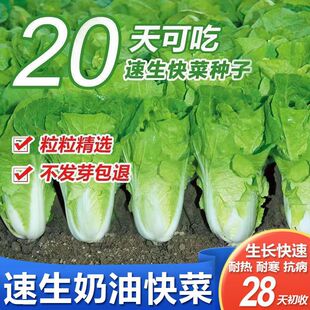 ˷N20ļͺ߲͟˷NӴȫСײ˷N԰ײ