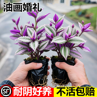 �ͮ���Y���m���Գ����B�k���ҾGֲ�҃Ȼ����^�~��ɫֲ�����~���m