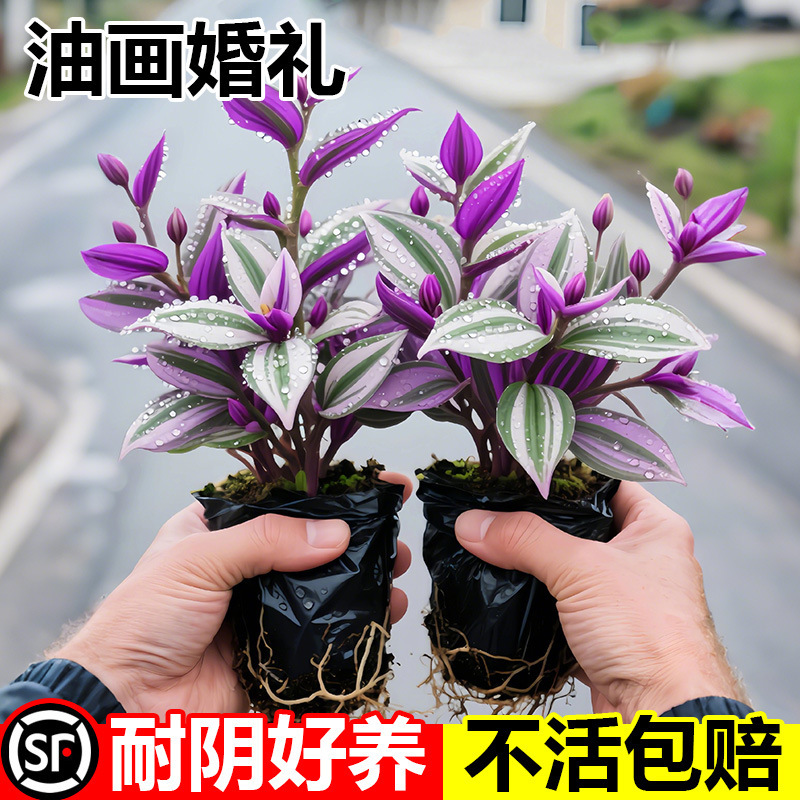 Oil Painting Wedding Hanging Orchid Potted Plant, Easy to Care For, Office Greenery, Indoor Flower, Foliage, Colorful Plant, Purple Leaf Hanging Orchid