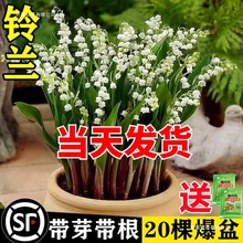 ᾳ���m���玧ѿ��������ֲ��N���M���ͺ��҃��⻨�ܾGֲ�ļ��_