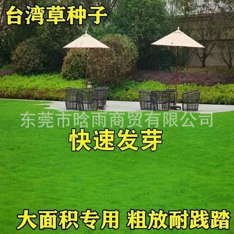 Семена травы Four Seasons Тайвань № 2, семена газонов, семена цимбопогона, гигантские тайваньские зеленые семена, тайваньские семена травы