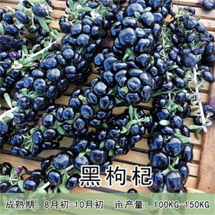 ����Ұ���t�S����轘������Ե����m���ϱ����Nֲ�����׳ɻ�