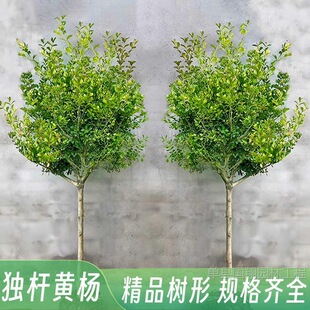 Single-Pole Boxwood Saplings, Melon Seeds, Boxwood House Courtyard, Evergreen Landscape Trees, Bonsai Material, Small-Leaf Boxwood Saplings in All Seasons