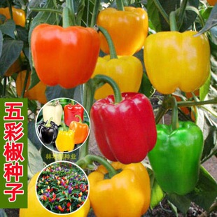 �������L����𽷷N�ӡ��t���S�ཷ�߮a�ļ�����������ʷǷN��