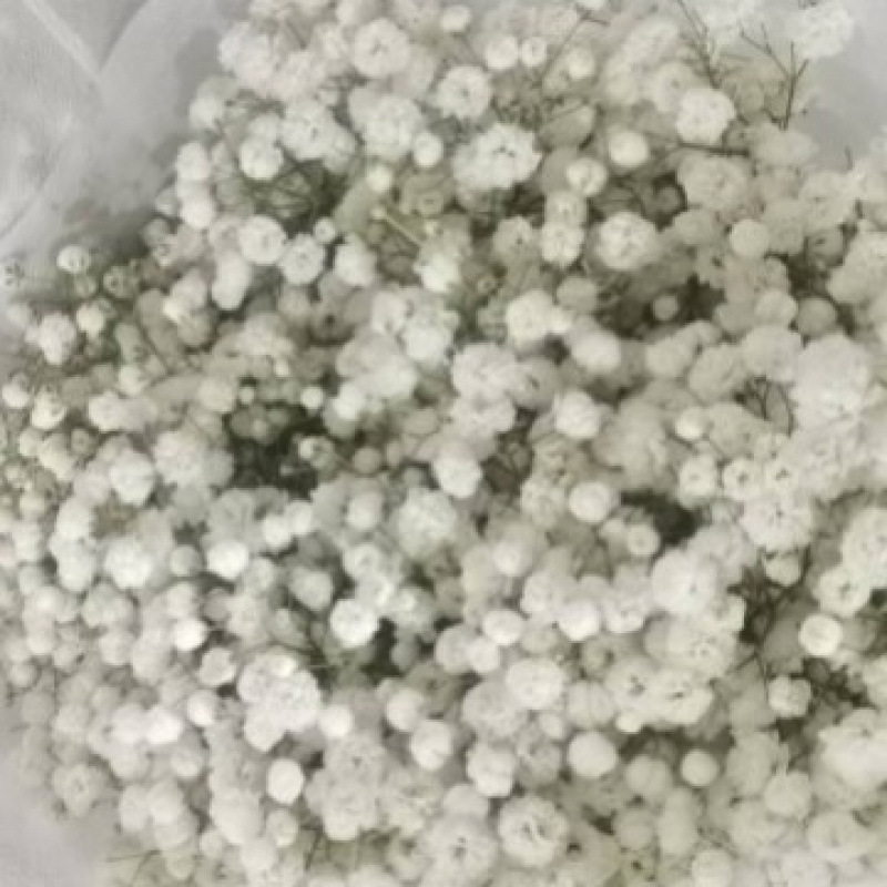 玫瑰花鲜花云南昆明基地批直发百合向日葵红豆家用鲜切水养插|undefined