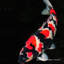 种日系昭和锦鲤鱼大型冷水鱼观赏鱼好养大部分地区包活妮柳