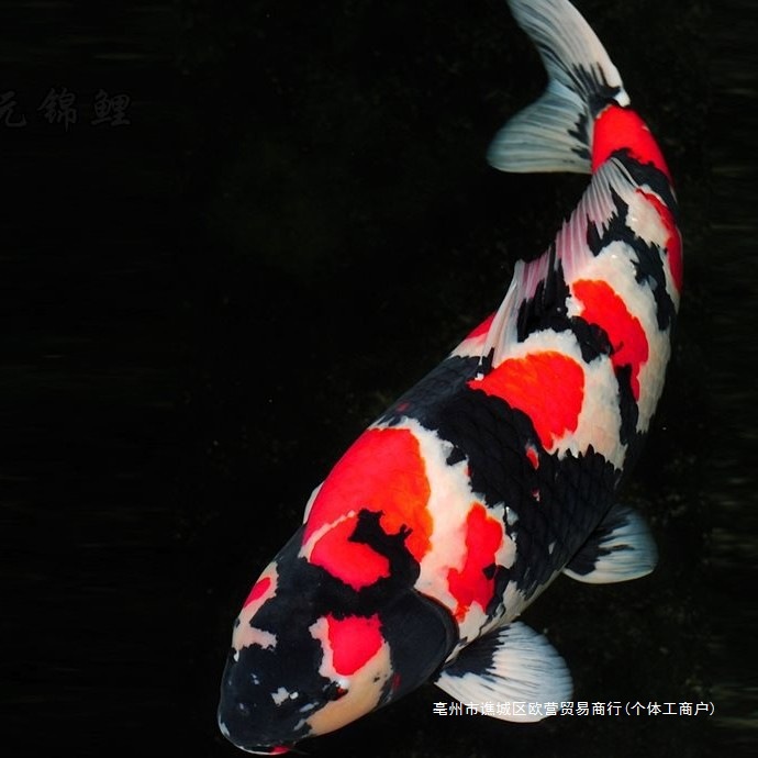 种日系昭和锦鲤鱼大型冷水鱼观赏鱼好养大部分地区包活妮柳