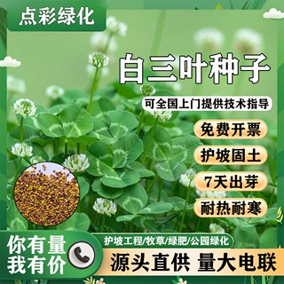 批发白三叶种子护坡固土工程百喜草红三叶多品种草籽草坪绿化种子