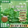 品种工程护坡绿化草籽