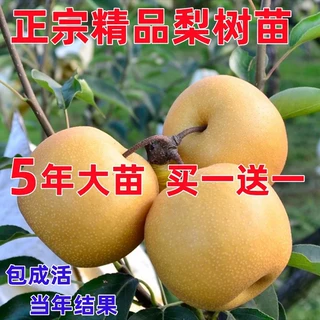 梨树果苗盆栽地栽秋月梨嫁接南方北方种植当年结果梨树苗果树果苗