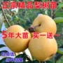 南方北方盆栽地栽梨树苗