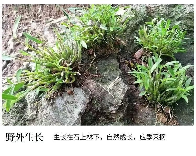 Tie Pi Shi Hu Dendrobium Flower Tea 12g Dried Huoshan Dendrobium Blossoms for Daily Herbal Infusions specifications