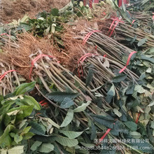 ���س��۴��� �G�����˘� �޽ӹ����ɳ���� �ϱ����Nֲ �r�񃞻�