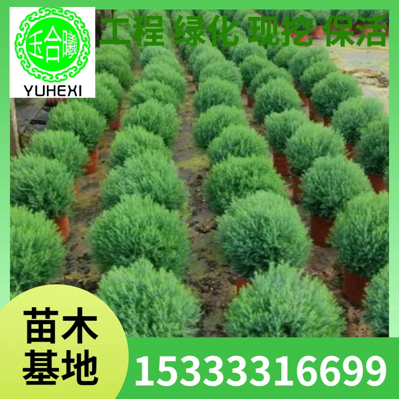 Зеленое растение в горшке из хвойной сосны, бонсай из хвойной сосны, легко поддерживать в помещении и на улице, небольшой бонсай на офисном рабочем столе, вечнозеленая сосна круглый год.