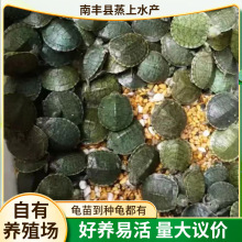 巴西龟宠物龟摆摊活物批发大小乌龟龟苗乌龟家养宠物龟批发养殖场