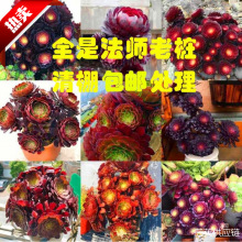 法师多肉植物花卉批发大株大颗老桩黑头大型老桩稀有花卉盆栽
