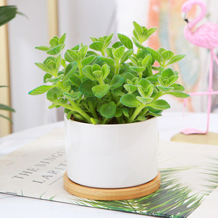 Plants with Fragrant Green Plants, Indoor Potted Plants, Living Room Odor Removal, Air Purification, a Touch of Fragrant Flowers