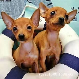 ���NС¹Ȯ���̻��wС¹Ȯ���B���ﹷ������С¹Ȯ��ɫС¹Ȯ