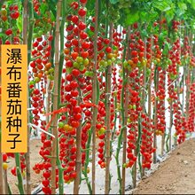 ���ٲ�С���ѷN�ӡ����ҷ���С���t���N��СԺ�̨�Nֲ�߲�ˮ����