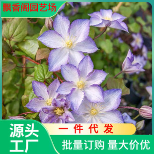 Lucky Charm Clematis Seedlings Courtyard Climbing Vines Climbing Plants Florals Balcony Potted Plants Easy to Grow Green Plants Large Florals All Year Round