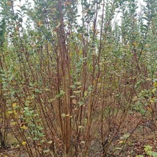 �ؑc�F���Ĵ�������ޱ�߶�300������ޱ�߶�350������ޱ�߶�400��